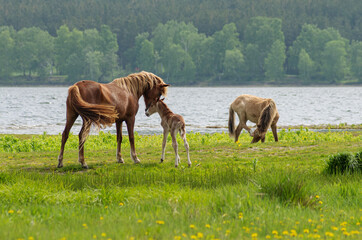 Obraz na płótnie Canvas A horse with a foal in a pasture.