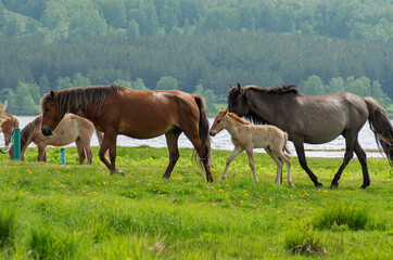 A horse with a foal in a pasture.