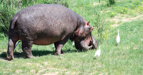 Lone hippo grazes on fresh grass on the shore of a pond.