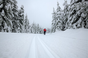 Ein Langl&auml;ufer auf einem pr&auml;parierten Trail in einem idyllischen Winterwald