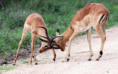 Male impalas sort things out with their horns.