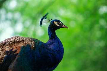 Obraz premium Close up view of The African peacock, a large and brightly bird.