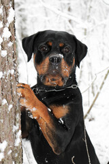 Rottweiler dog in the snow