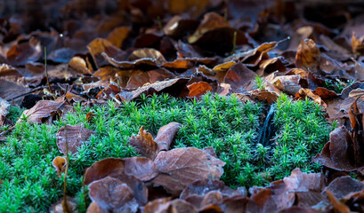 Tortula star moss or twisted moss peeping through brown autumn leaves