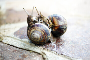 Two Roman snails courting