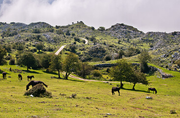 Monte sueve. Asturias. 