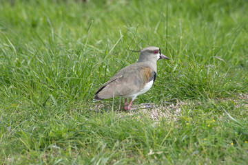Southern lapwing on the grass field                          