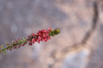 Trees in the garden of Thailand