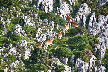 Gamos y rebecos en el monte sueve. Asturias.
