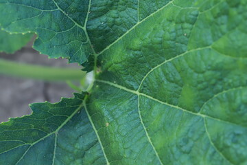 The gourd, vegetables for cooking in Thailand.