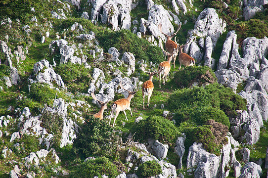 Gamos y rebecos en el monte sueve. Asturias.