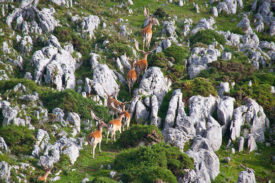 Gamos y rebecos en el monte sueve. Asturias.