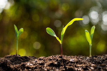 Corn seedlings are growing from fertile ground.