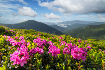 Rhododendron flowers covered mountains meadow in summer time. Beauty sunrise light glowing on a foreground. Landscape photography