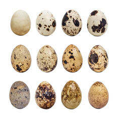 collection quail eggs