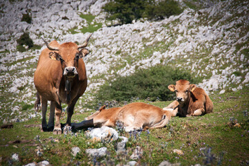 Vacas en el monte sueve. Cangas de Onís y arriondas, Asturias.