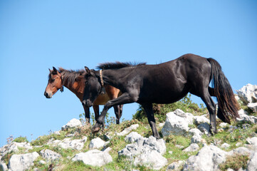 Asturcones en el monte sueve. Asturias