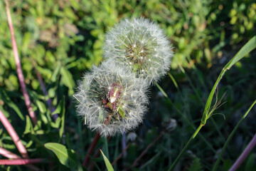 Close-up of two white dandelions in a blurred and green background. İnsects hidden in dandelions. Selective focus.