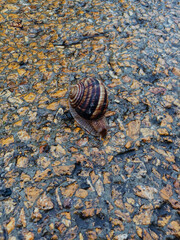 Close-up snail with puddle on colored stones. Selective focus.