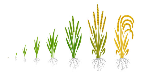 Rice plant growth stages. Cereal grain. Ripening period steps. Development cycle. Harvest animation progression. Fertilization phase. Vector infographic set.