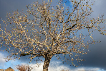 Allassac (Corrèze, France) - Arbre décharné en hiver sur un ciel gris