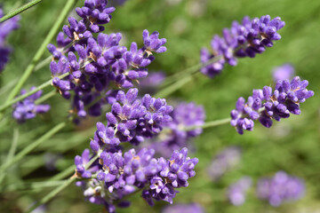 Lavendel