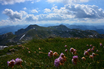 flowers in the mountains
