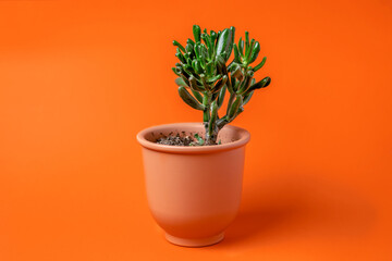 Succulent in a ceramic pot on an orange background, minimalism