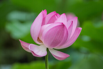 Blooming lotus flower close-up. Lotus blossom. Beautiful pink lotus flower on the lake.