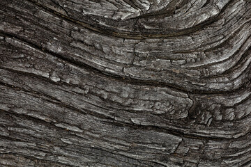 The real wood tree texture tone dark for pattern background