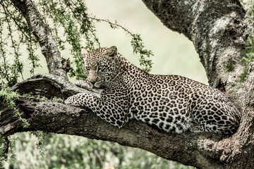 Fototapeta na wymiar Leopard lying on a tree branch in Serengeti National Park