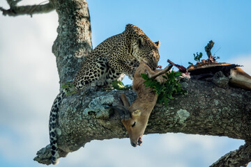 Leopard eating antelope on a tree  in Serengeti National Park