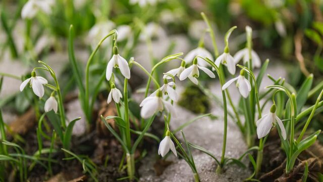 Fresh snowdrop flowers blooming in sunny spring time lapse with fast melting snow on green meadow