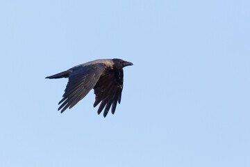 dun crow (corvus corone cornix) flying with spread wings