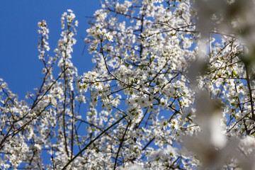The plum blossom is the flower representing the early spring