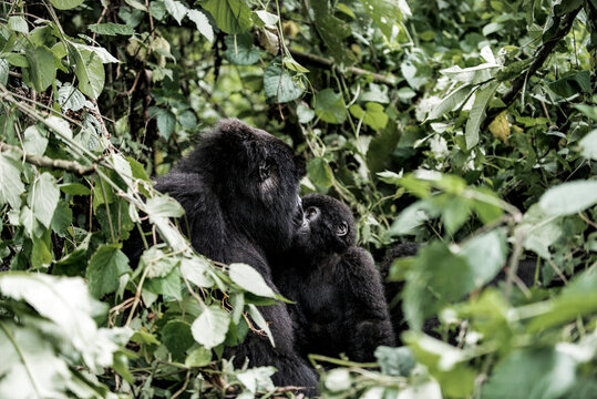 Mother Mountain Gorilla And Her Baby In Virunga National Park, D