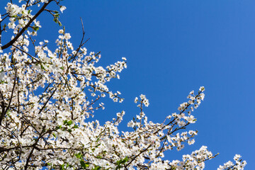 The plum blossom is the flower representing the early spring