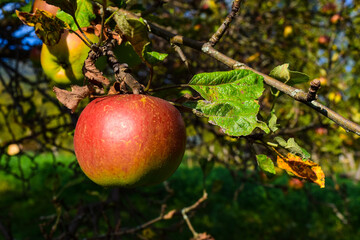 Romanian Countryside , Arges County , Capataneni 