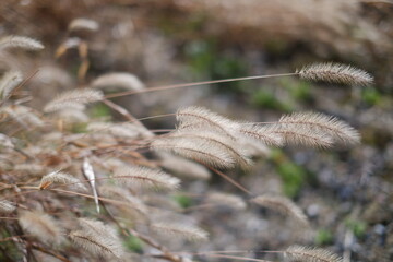 grass in the wind