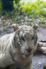 Portrait of a White Tiger Sticking Out Its Tongue