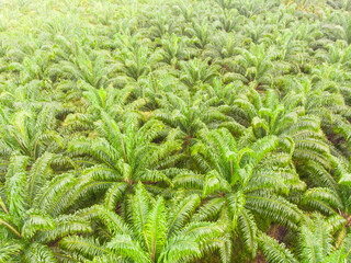 Oil palm plantation tree forest nature background