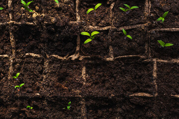 small sprouts of seedlings. the view from the top