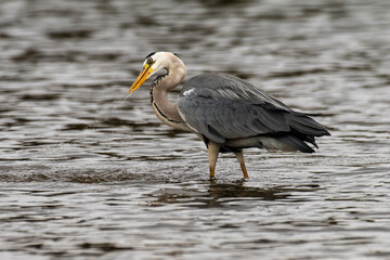 Héron cendré, Ardea cinerea, Grey Heron