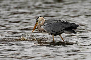 Héron cendré, Ardea cinerea, Grey Heron