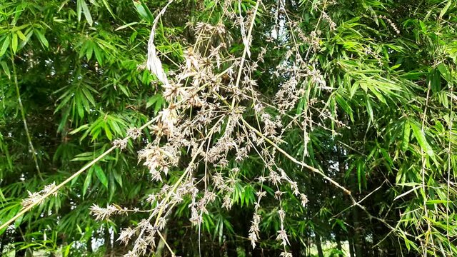 The flowers of bamboo.  After blossom, flowers produce fruit (called "bamboo rice" in parts of India and China). Following this, the bamboo forest dies out. Bamboo flowers come after many years.

