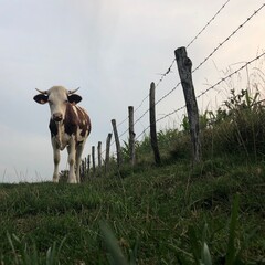 The Montbeliarde cow is a breed of red pied dairy cattle