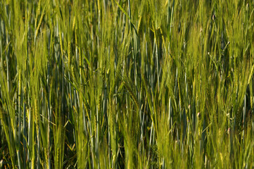 Young, green barley ears in the field. Farm.