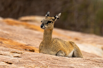 Oréotrague, klipspringer, Oreotragus oreotragus