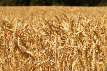 Ripe ears of wheat. Farm, time for the harvest.