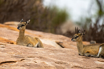 Oréotrague, klipspringer, Oreotragus oreotragus